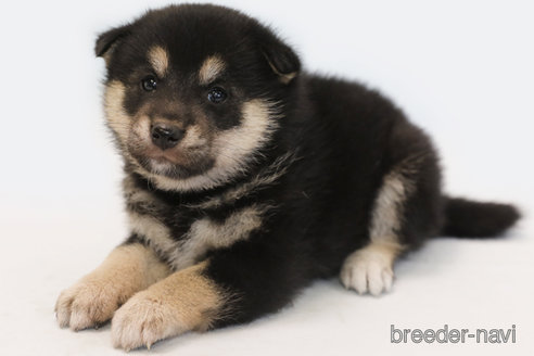 成約済の神奈川県のミックス犬-341600